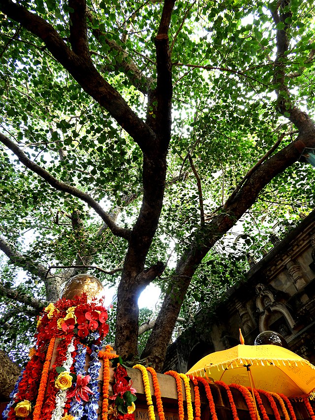 Mahabodhi tree , Bodh Gaya