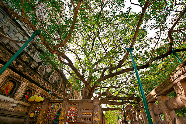 Maha Bodhi Tree, Bodh Gaya , India