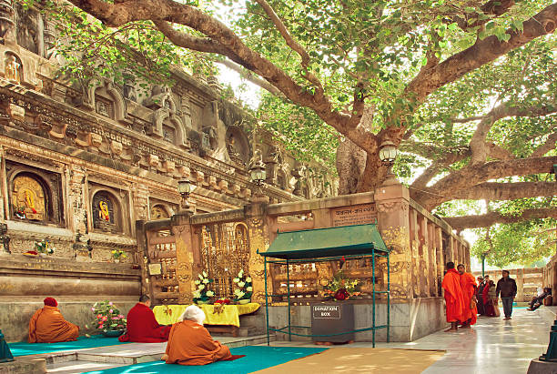 Bodhi Tree, Bodh Gaya , Bihar, India