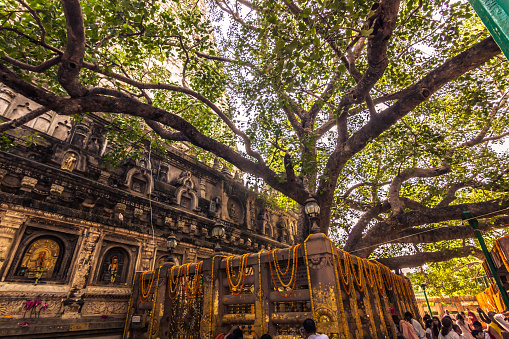 Bodhi Tree Bodh Gaya Maha Bodhi Temple